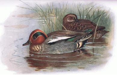 Cerceta, de British Birds publicado por Longmans, 1932